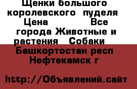 Щенки большого (королевского) пуделя › Цена ­ 25 000 - Все города Животные и растения » Собаки   . Башкортостан респ.,Нефтекамск г.